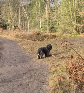 Schapendoes Miske-Prins van de Roeskebeer